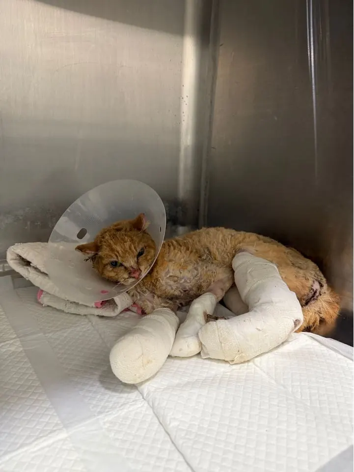 병원 입원장에서 넥카라를 하고 쉬는 고양이