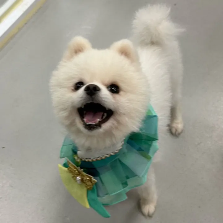 짱이
